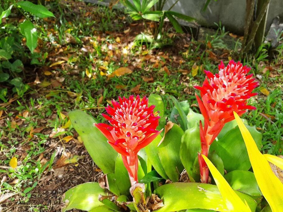 Le Colibri Voyageur Apartment Sans Pareil Exterior foto